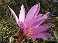 Liliaceaae - Colchicum autumnale.jpg